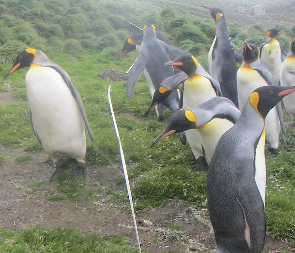 Several king penguins inspecting the survey method — a grid made up of a orange plastic tube frame with string stretched across the frame at regular intervals. There is also a white tape stretched across the slope. Hurd Point hut can be seen in the distant background