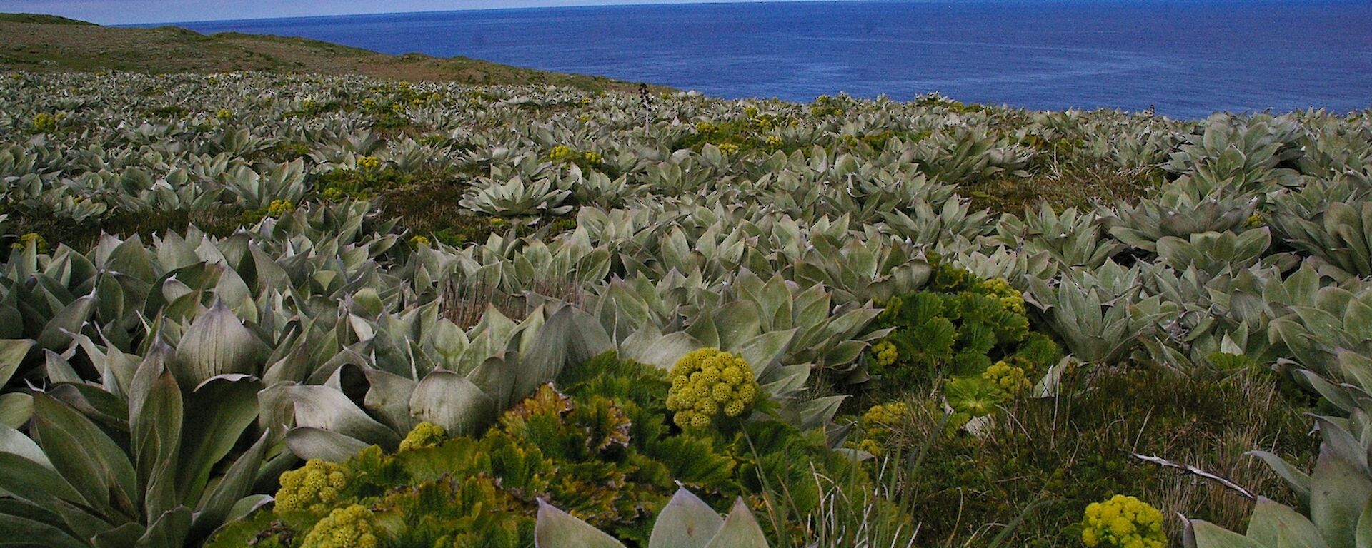 A stunning day on North Head. The image is across the top of the north head plateau showing abundant native silver-leaf daisy Pleurophyllum hookeri inter dispersed with cabbage plant