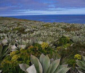 A stunning day on North Head. The image is across the top of the north head plateau showing abundant native silver-leaf daisy Pleurophyllum hookeri inter dispersed with cabbage plant