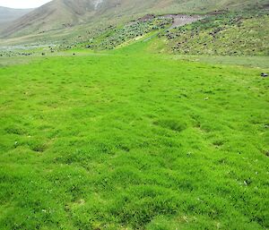 A extensive lawn of Poa annua at Sandy Bay, with the slopes of the escarpment and part of a royal penguin colony in the background