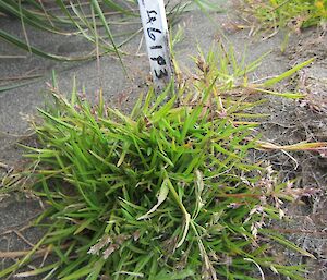 Poa annua or winter grass plant in the grey sand. There is a small marker stick in the ground behind the plant