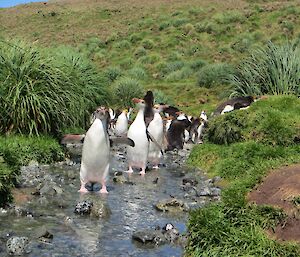 Poa annua growing around a the creek access to a royal penguin colony at the Nuggets. There are around two dozen royal penguins in and around the creek