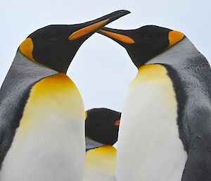 Close up of a pair of king penguins near Gadgets Gully. The penguins are facing each other