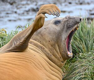 A large male elephant seal having a stretch and a yawn. Its flipper is outstretched and its mouth is wide open