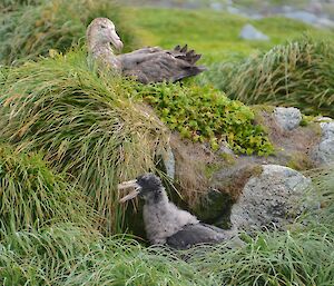 Giant petrel sits on a tussock mound above its chick which is in a nest. The chick is almost as big as the parent