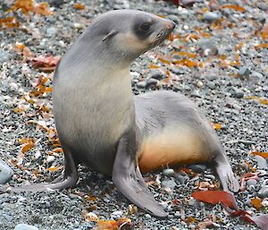 Young fur seal on West Beach. Its fur is slick as it has just come out of the water