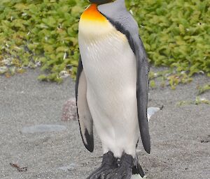 King on a pedestal. A king penguin balances on top of a short rock on the beach