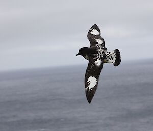 A Cape petrel in flight. It is beautifully marked in a black and white pattern