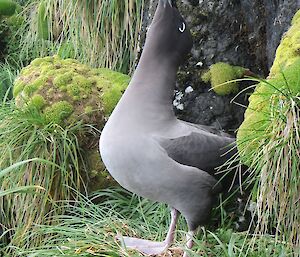 A light-mantled sooty albatross sitting on its nest amongst the rocks and tussock, calling with its head stretched upward
