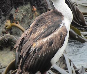 Macquarie Island cormorant