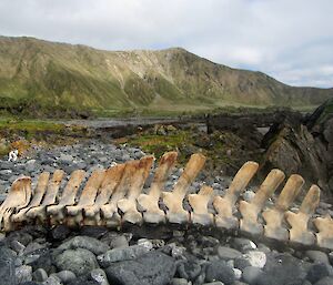 Skeletal vertebrae of a southern bottle-nose whale at Langdon Bay. It lies on the rocky beach with the escarpment in the background