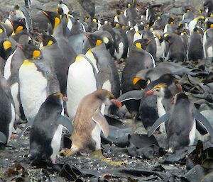 Leucistic royal penguin — ivory coloured penguin. It is light brown in colour and stands out amongst all the normal royals