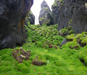 Aurora Point — a carpet of thick colobanthus covers a gully floor bounded by steep rock cliffs