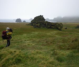 Kate searching the featherbed, near Aurora Cave, for northern giant petrel nests. In the background is the escarpment which disappears into tho low misty cloud
