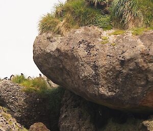 Northern giant petrel chick sheltered under a rock that is covered in tussock mounds at Sellick Bay