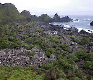 Thousands of rockhopper penguins scattered about the rocks of the rugged Hell Bay. The view is from above the bay