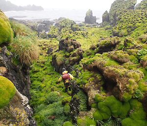 Clive searching for northern giant petrel nests amongst the colobanthus (cushion plants) at Soucek Bay. He is walking through a small gully between rock stacks towards the rocky beach