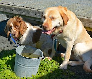 Australia Day — Katie, the brown and white springer spaniel and Rico the golden labrador enjoying the sunshine. There is a bucket of water in front of them