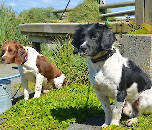 Australia Day — Ash (brown and white) and Colin (black and white), both springer spaniels, also enjoying the sunshine and the smells coming from the BBQ