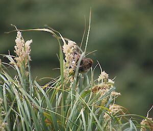 The elusive red pole on the tussock, which has stalks covered in seed, near the Razorback lookout