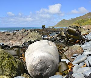 Young elephant seal snoozing amongst the rocks and kelp on the east beach of the isthmus. The Nuggets and the astern escarpment can be seen in the distant background