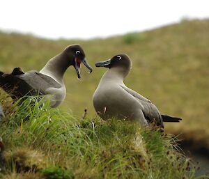Pair of light-mantled sooty albatross perched on a grassy ledge on a slope. They are facing each other with the one on the left has its beak open