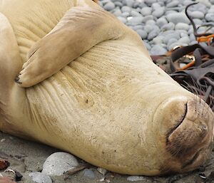 A moulting elephant seal enjoying a scratch. The seal is lying on its back and stretches one flipper across to scratch the flipper on the other side of its body