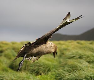Skua in flight. The view is from back right side of the bird and It is banking to its left. The blurry green of the isthmus tussock and grey sky provides a contrasting backdrop