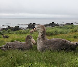 Two giant petrels sitting amongst the grass near the coastline. The ocean looks calm and there is another giant petrel and elephant seal in the background
