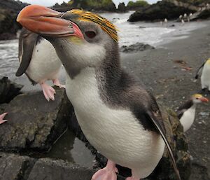 Close up of a royal penguin standing on a rock, with the beach and a few other royal penguins in the background