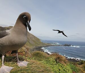 Close up of a light mantled sooty albatross on a grassy ledge overlooking a rugged coastline. Another sooty is in flight in the background