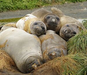Seal pile-up. Five moulting elephant seals in a wallow beside a track. two of the seals lie on top of the other three