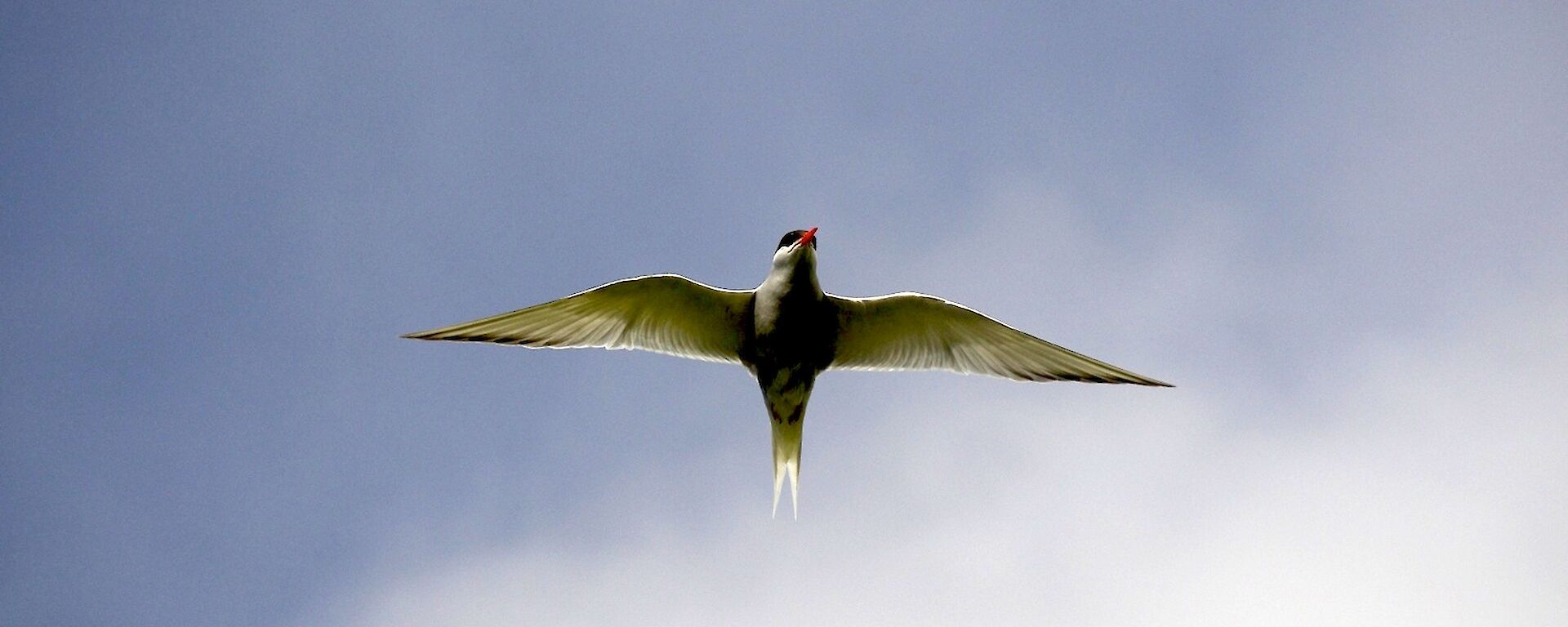 Antarctic tern in flight. The view is of the underside of the tern