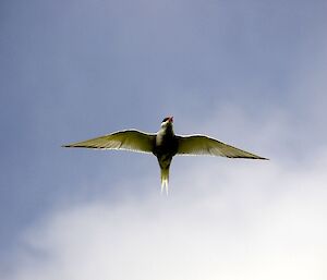 Antarctic tern in flight. The view is of the underside of the tern