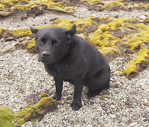 Waggs, the black labrador, with his back, somewhere on the Overland track to the wind