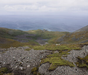 Royal penguin colony above nuggets, seen from a vantage point up on the escarpment next to the Overland track