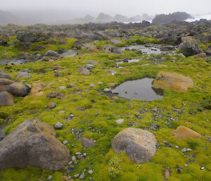 On the way to Aurora Point. The view is of the rocky coastal with plenty of vivid green plants, mostly cushion plant, between the rocks