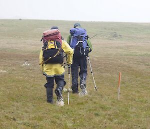 The back of Clive and Kris ahead walking on the soggy featherbed. Both have their right boot lifted as they walk, which are dripping water