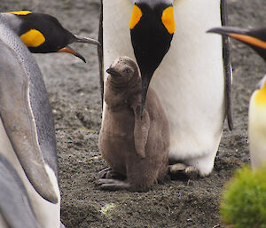 Close up of a king penguin chick at Sandy Bay, with one of it parents leaning over it