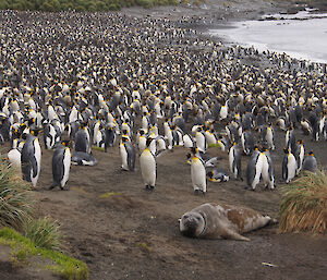 View across the vast king penguin colony at the northern end of Sandy Bay. There is one elephant seal in the foreground in front of the penguins