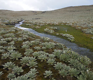 Pleurophyllum hookeri, also known as the Silver-leaf Daisy in abundance near a small creek somewhere on the plateau