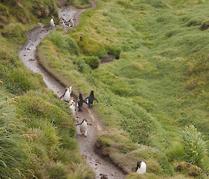 17 royal penguins can be seen travelling in both directions on the Finch Creek Highway, a well worn path alongside the creek