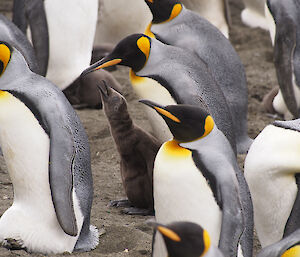 King penguin chick sits beside one of its parents with its beak stretched up in anticipation of a feed. They are surrounded by several other king penguins, a couple with chicks