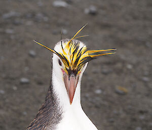 A royal penguin (head and shoulders) viewed front on again highlighting the vivid yellow and brown crown feathers