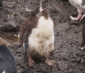 Royal penguin chick at Sandy Bay, covered in mud and filth sits in the mud with its open beak pointing upward