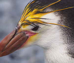 Close-up of the head of a royal penguin. You can see the individual yellow crown feathers