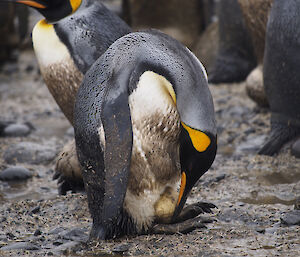 King penguin tending it’s egg. The penguin and egg are partially covered in mud and dirt, amongst the colony