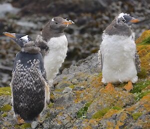 Three moulting gentoo penguin chicks, standing on a rocky slope that is covered in green cushion plant and orange lichen