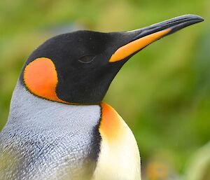 The vivid colours orange, black, grey and white of the head and shoulders of a king penguin stand out in contrast against the green background