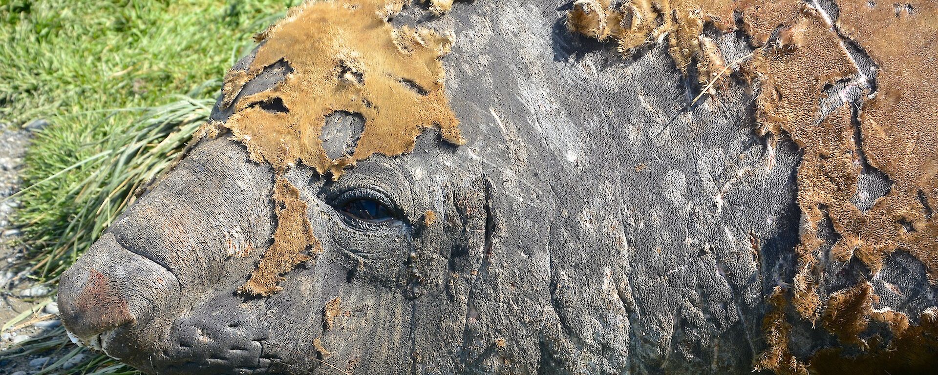 Moulting elephant seal. Shows the head of the seal with plenty of marks and scratches as well as patches of old fur, some of it lifting and peeling off